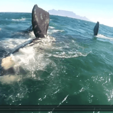 [:en]Sam Light Kiteboarding with Whales![:]